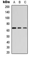 GABRB1 Antibody (C-Terminus)