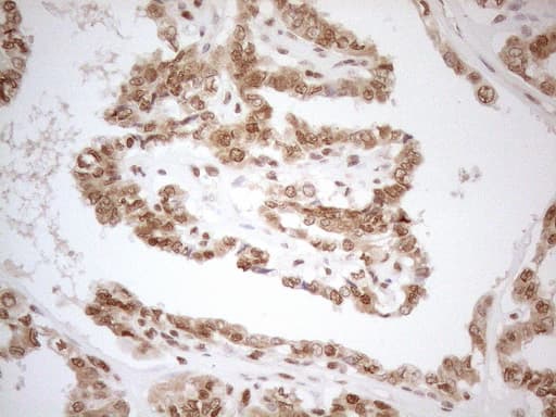 RGL2 Antibody (aa547-777, clone OTI10F2, Carrier-free)