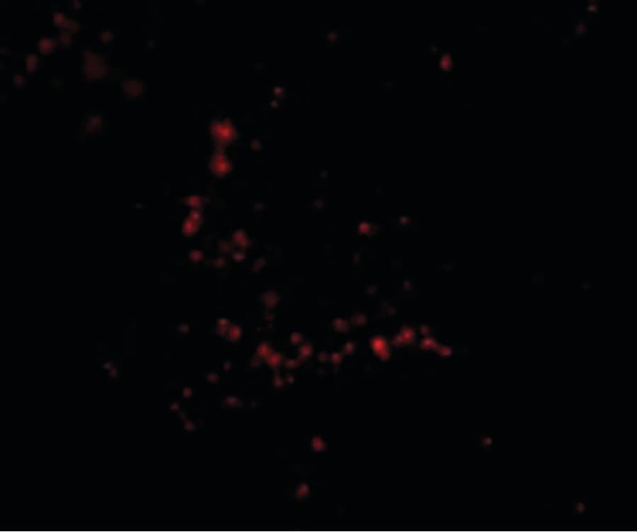 Trim30 Antibody