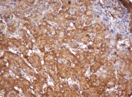 PSMA2 Antibody (aa50-234, clone OTI3D9, Carrier-free)