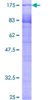 Human PUF60 Protein (Recombinant GST)