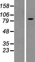 KIF3C Protein (Over-Expression Lysate Myc-DDK (Flag))