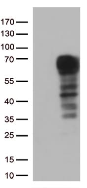 DOK3 Antibody (aa63-317, clone OTI4F3, Carrier-free)
