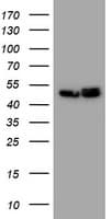 PAI-RBP1 / SERBP1 Antibody (clone OTI4G2)