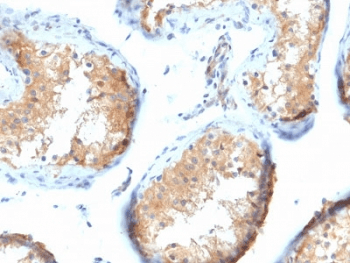 VCL / Vinculin Antibody (clone VCL/2573, Azide-free, BSA-free)
