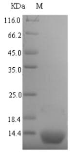 Bacillus subtilis Phosphocarrier protein HPr (Recombinant 6His-SUMO, N-terminus)