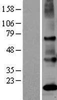 OR51E2 / PSGR Protein (Over-Expression Lysate Myc-DDK (Flag))