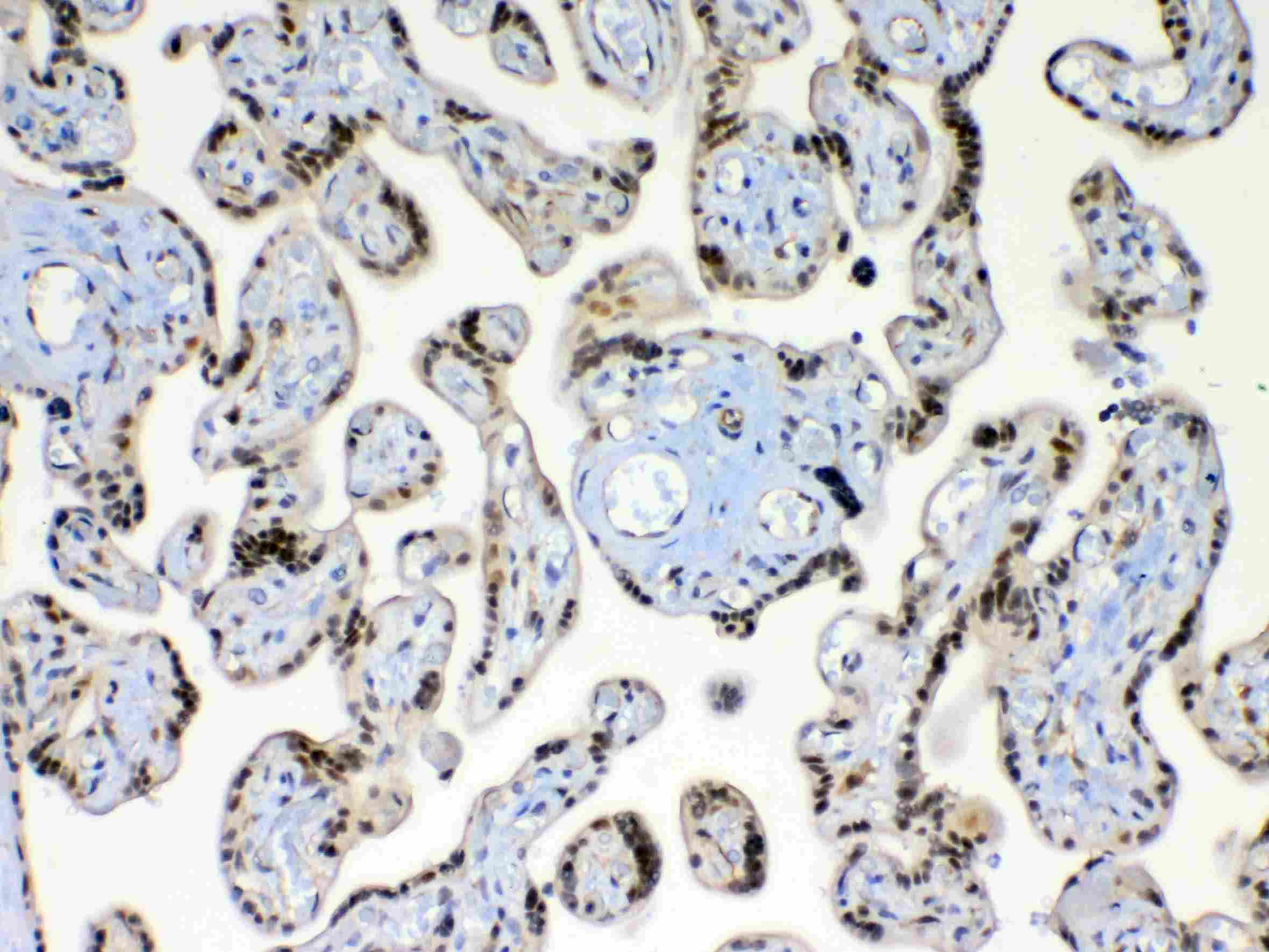 XRCC1 Antibody