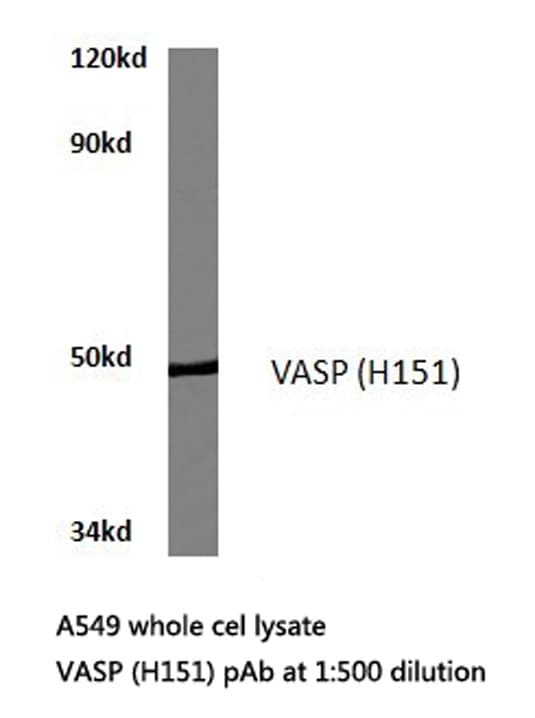 VASP Antibody (His151)