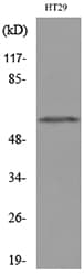 CYP11B1+2 Antibody
