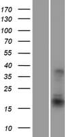ATF3 Protein (Over-Expression Lysate Myc-DDK (Flag))