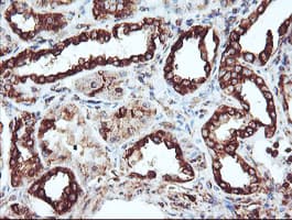 CYP2B6 Antibody (clone OTI3D5)