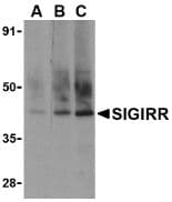 SIGIRR Antibody (C-Terminus)