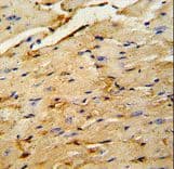 Polyclonal Rabbit anti-Human OAZ1 / OAZ Antibody (aa2-31, IHC, WB)
