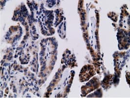 CD80 Antibody (clone OTI2B11)