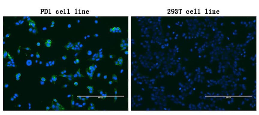 PDCD1 / CD279 / PD-1 Antibody (clone UMAB199, Carrier-free)