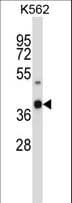 OR52H1 Antibody (aa282-310)