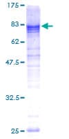 Human L3MBTL4 Protein (Recombinant GST)