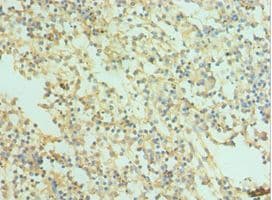 SNAP25 Antibody (aa1-206)