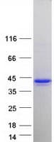 Human HMOX2 / Heme Oxygenase 2 Protein (Recombinant Myc-DDK (Flag))