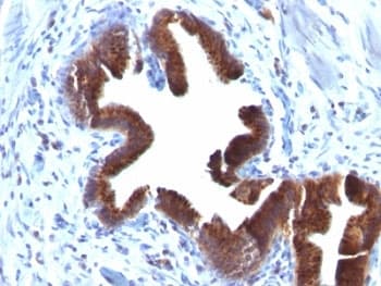 Golgi Body Antibody (clone SPM581)