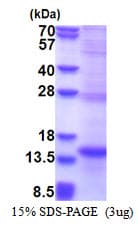 Human NCR2 / NKP44 Protein (Recombinant His)