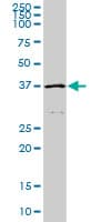 Monoclonal Mouse anti-Human HFE Antibody (clone 1G12, IF, WB)