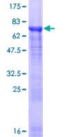 Human TUBA8 / Tubulin Alpha 8 Protein (Recombinant GST)