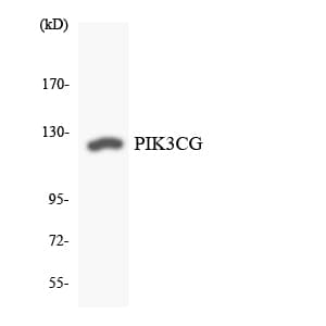 PIK3CG / PI3K Gamma Antibody (aa40-89)