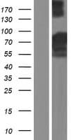 LZTS2 Protein (Over-Expression Lysate Myc-DDK (Flag))