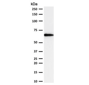 POU2F2 / OCT2 Antibody (clone PD2F2-1)