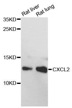 MIP2 / GRO2 / CXCL2 Antibody