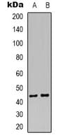 Polyclonal Rabbit anti-Human MAP2K4 / MKK4 Antibody (C-Terminus, WB)