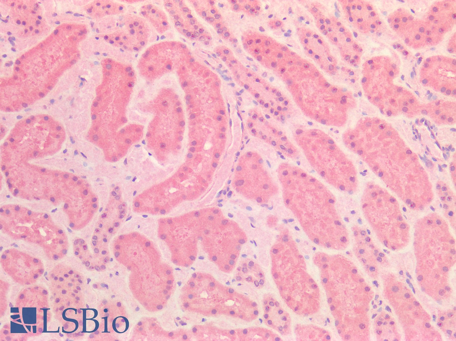 GBP2 Antibody