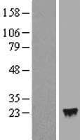 IFNA4 / Interferon Alpha 4 Protein (Over-Expression Lysate Myc-DDK (Flag))