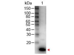 IL9 Antibody (HRP)