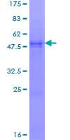 Human NDUFS8 Protein (Recombinant GST)