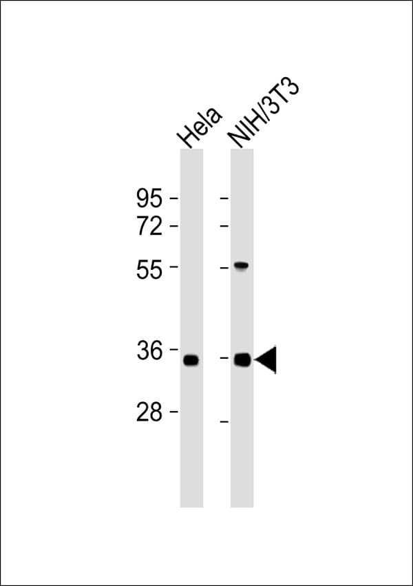 GAX / MEOX2 Antibody