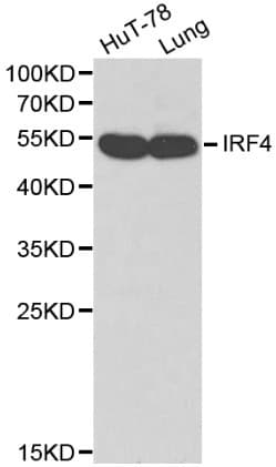 IRF4 Antibody