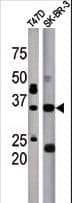 Polyclonal Rabbit anti-Human ICMT / PPMT Antibody (aa250-284, WB)