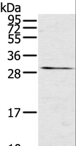 TNFSF15 / TL1A / VEGI Antibody