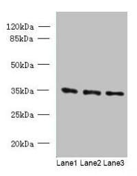 C15orf41 Antibody