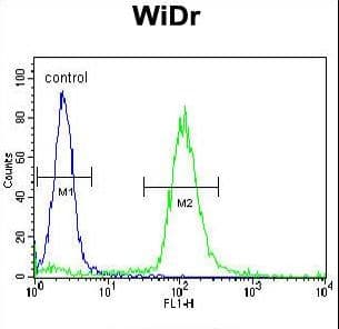SRSF1 / SF2 Antibody (aa158-186)