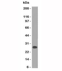 Mouse Anti-Human Lambda Light Chain Secondary Antibody (clone HP6054)