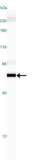 GSK3B / GSK3 Beta Antibody (clone 3D10)