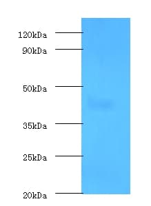 LOX / Lysyl Oxidase Antibody (FITC)