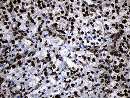 HOXC4 Antibody (clone OTI1F6, Carrier-free)