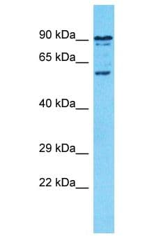 SPATS2L Antibody (aa456-505)