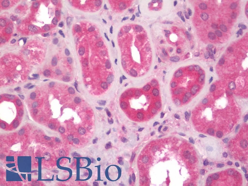 IHC-plus™ CCBL1 Antibody (clone 1B12)