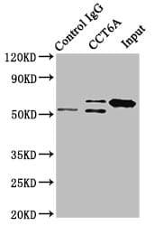 CCT6A Antibody (aa80-250)